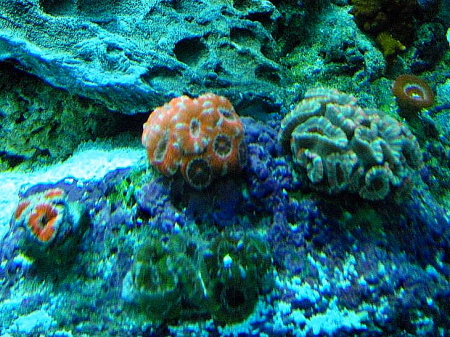 LPS (large polyp stony) Corals