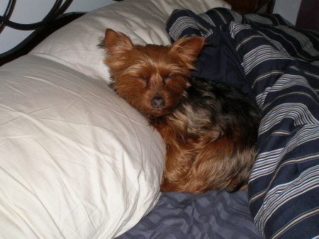 Gidget - Yorkie through and through