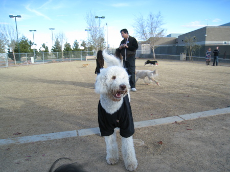 My Labradoodle, Mickey