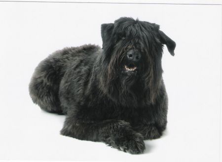 My Bouvier