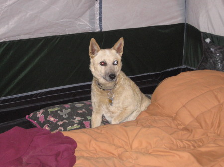 Rosy, our doggie, in the tent