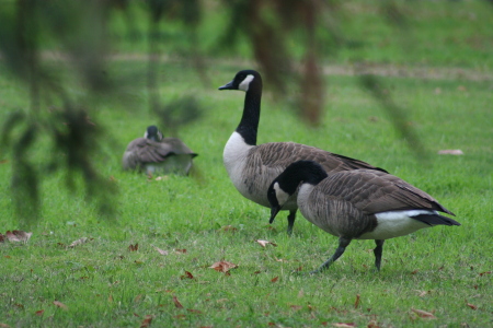 Canada Geese