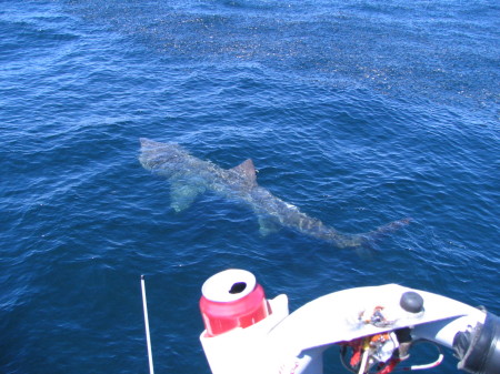 Basking shark