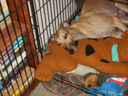Rudy with his Scooby toy