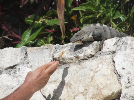 Lizard Feeding