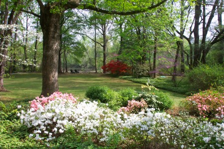 Backyard, Spring 2007