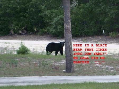 MR, BLACKIE THE WILD BLACK BEAR
