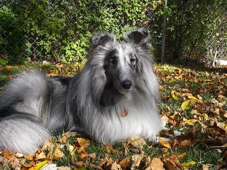 Skylar, our Sheltie