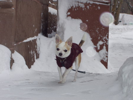 My Chihuahua, Miki, outside my apartment in NY