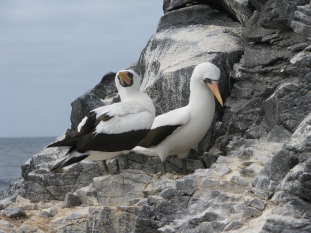 Masked Boobie - Galapagos