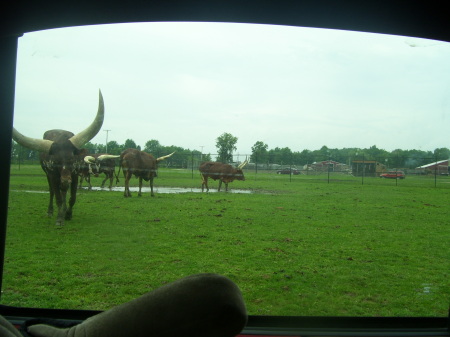 African Safari Wildlife Park!