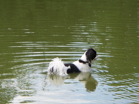 Toby at Shaggy Pines Dog Park