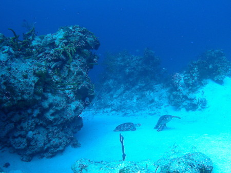 Scuba diving off of Cozumel