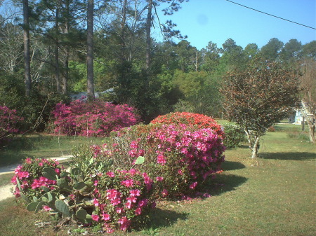 my yard