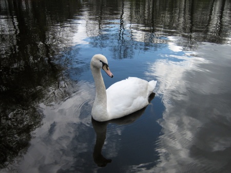 Netherlands Swan.