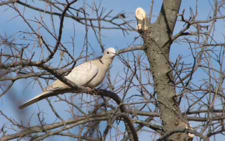 Dove