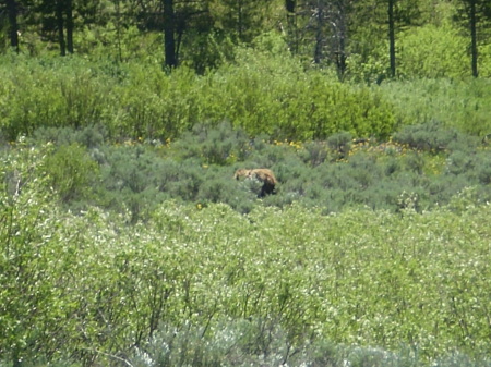 GRIZ BEAR