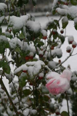 Snow covered rose