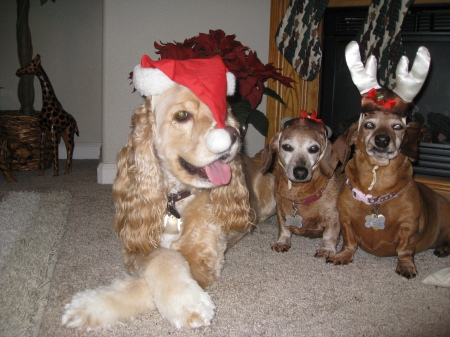 Toby & the girls taking Christmas pictures