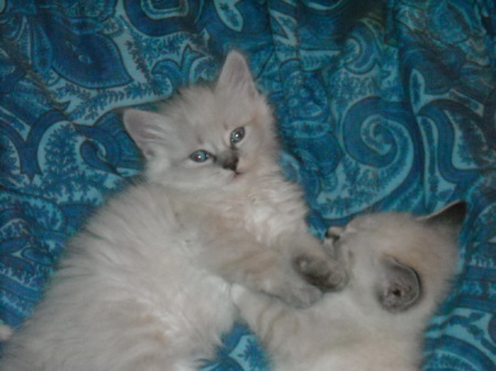 My kitten Teddy Bear and his brother Bug