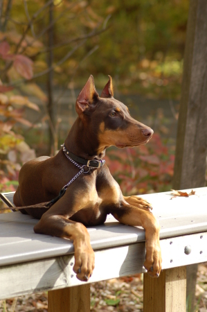 Gunnar at the park.