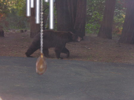 Our neighborhood bear
