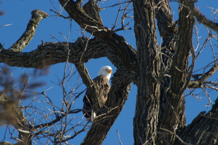 Eagle