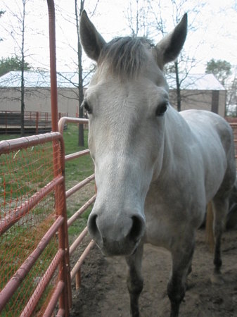 My horse