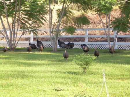 wild turkeys on our property