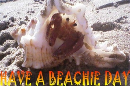 Have a Beachie Day