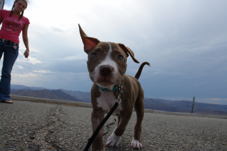 Liberty the red nose Pit