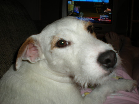 Jak, my Jack Russell Terrior