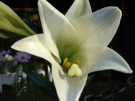 ASIAN LILY