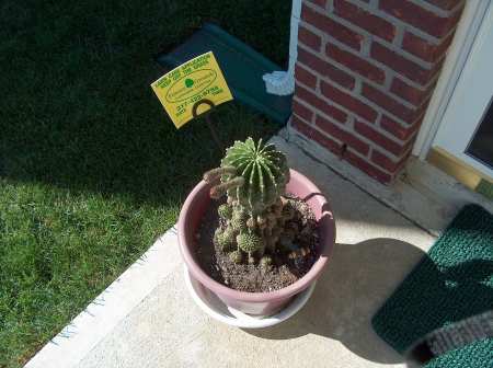 The Mother Cactus