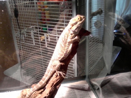 jeffery bearded dragon