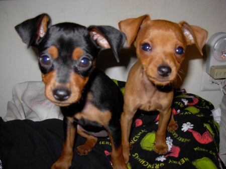 My Min-Pin Puppies