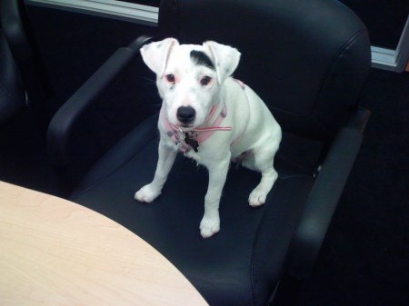 My dog Biscuit sitting at my desk