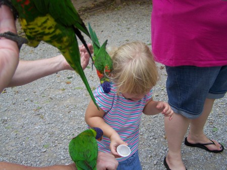 Australian Bird exhibit