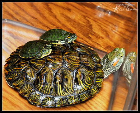 Herbert with babies Harry & Hazel