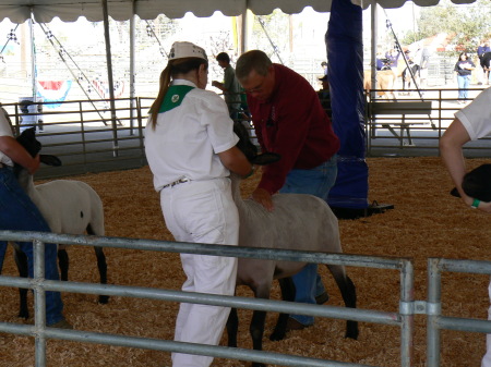 Daughter showing the sheep