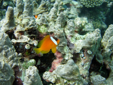 Juvenile Anemonefish