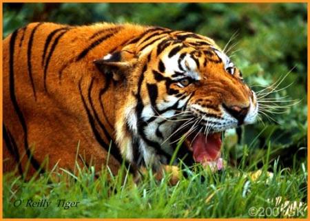 Endangered Tiger