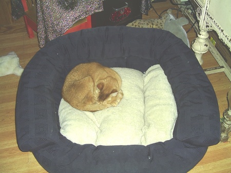 Jasper's new bed??