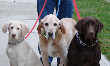 The kids, Biscuit, Duncan and Otis