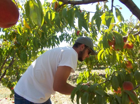 My son Ron picking peaches