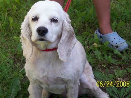 This is my cocker spaniel names BeBe