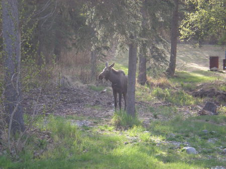 Moose crossing