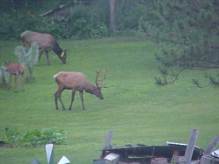 Robert Scott's album, Elk in back yard on 8/1/2010