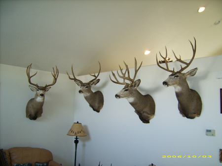 some deer from diffrent states
