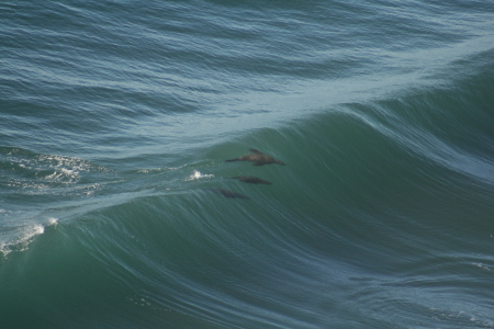 more Sea Lions Playing in the surf